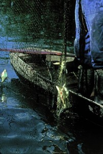 Une belle prise réalisée par un pêcheur professionnel originaire de Badefols sur Dordogne, Jean Gagnou