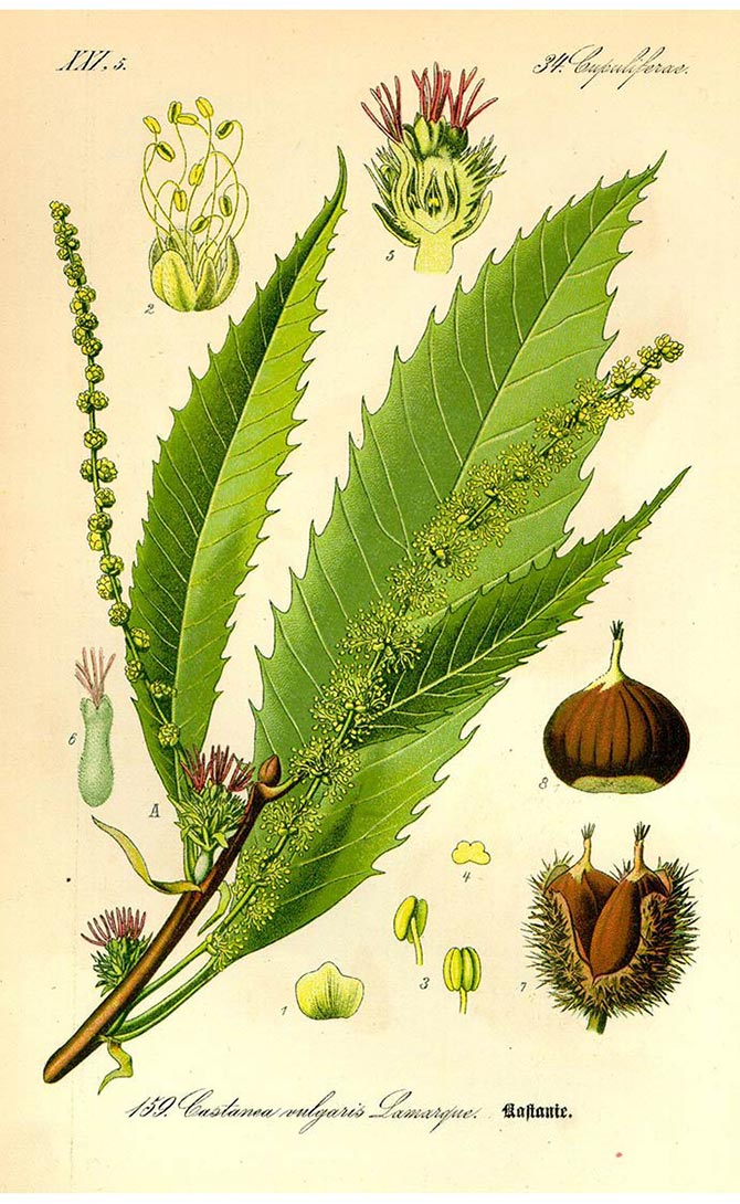 Planche botanique de la chataîgne (Castanea sativa)