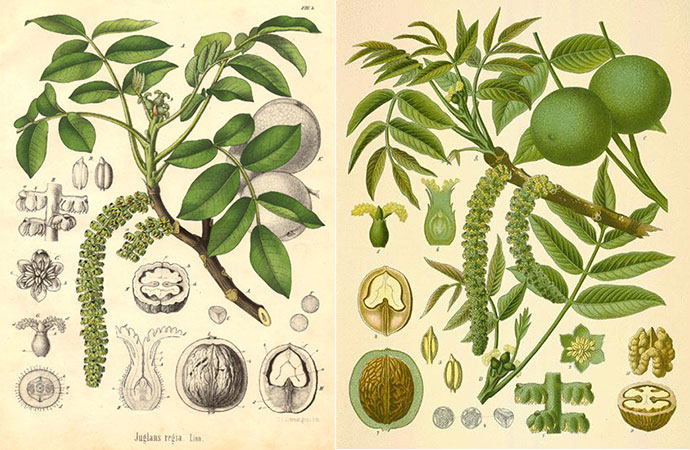 juglans-regia-botanique