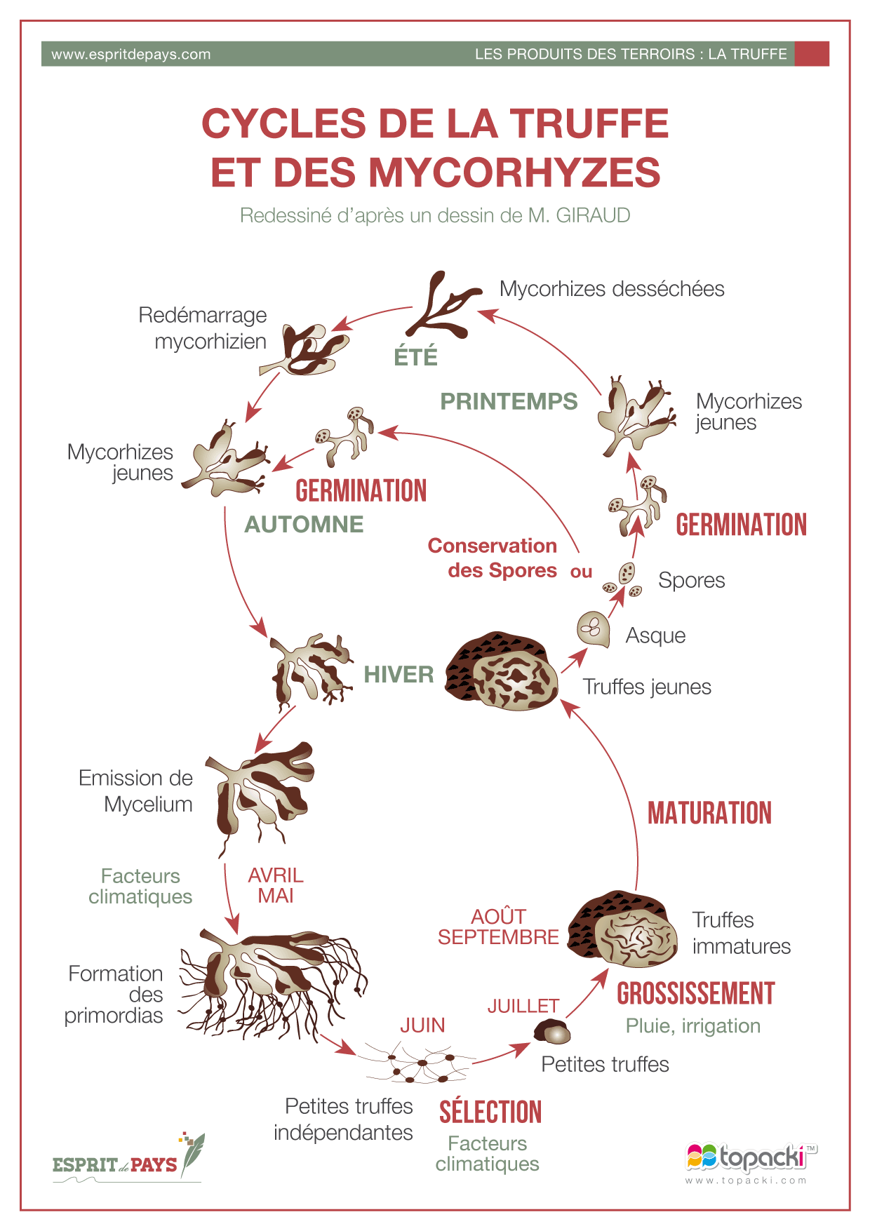 Croquis : Cycle de la truffe et des mycorhyzes