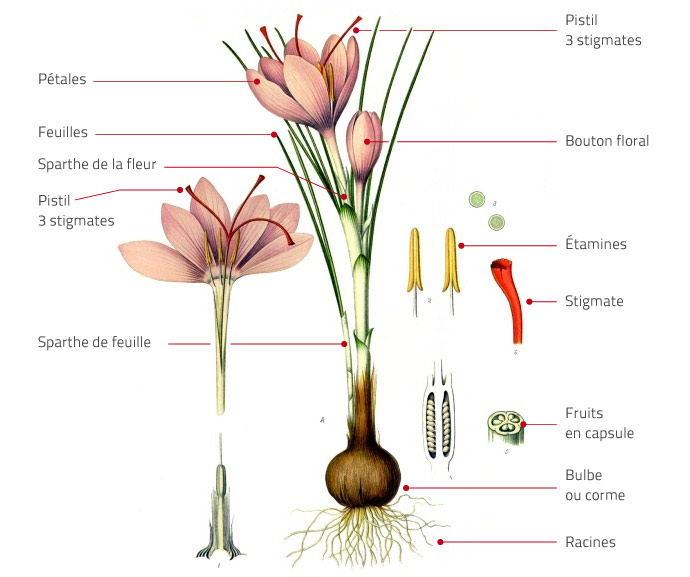 Croquis du Crocus sativus, réalisé à partir l'illustration botanique du Kohler's Medicinal Plants (1887)