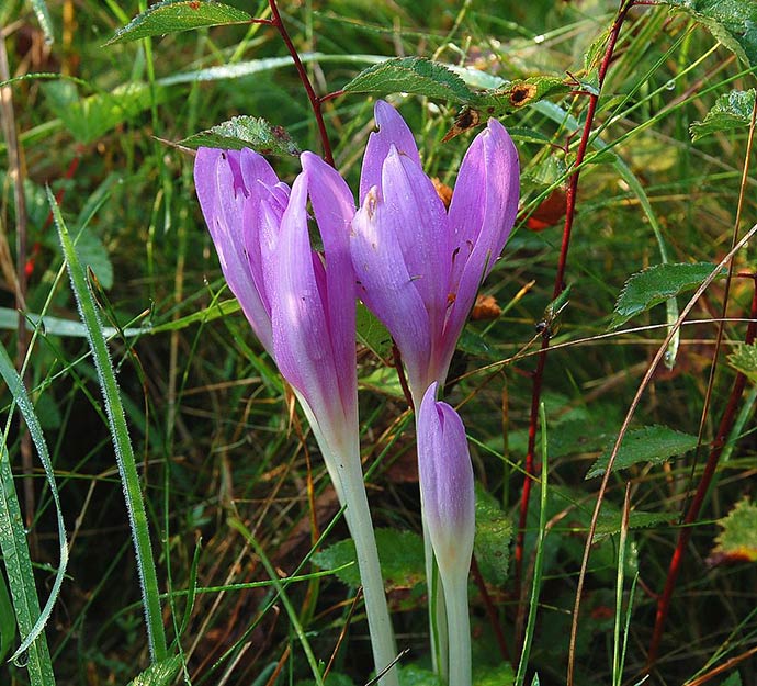 Le colchicum autumnale à ne pas confondre avec le safran (crocus sativus)