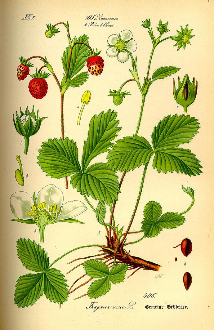 Une planche botanique du fraisier (fragaria-vesca)