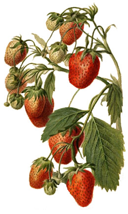 Un pied de fraisier (Strawberry Watercolor)
