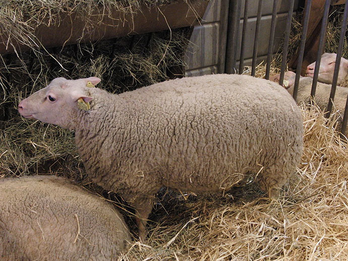 Les races ovines en Périgord : Brebis Charmoise