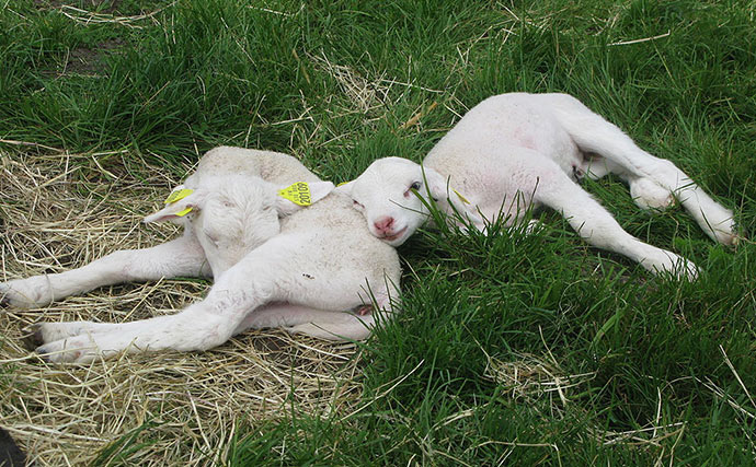Les races ovines en Périgord : l'agneau romane rambouillet