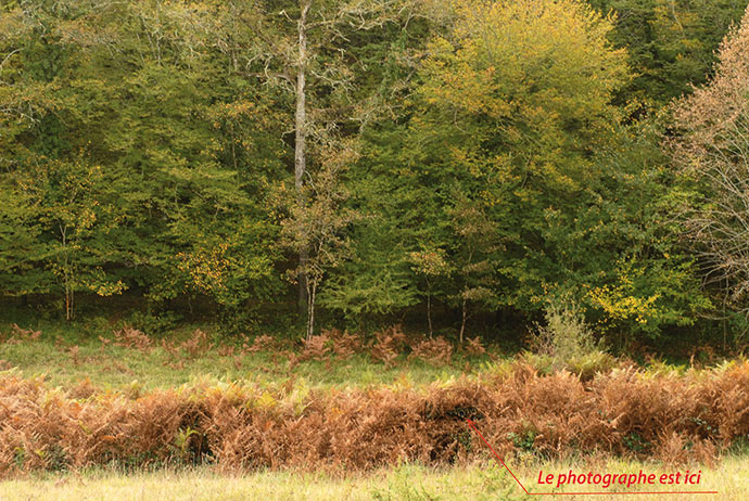 Photo animaliere, l’affût naturel de terrain