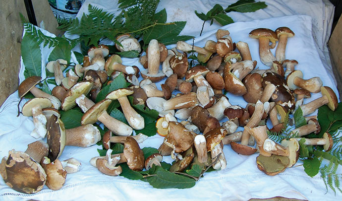 une-belle-cueillette-de-cepes-perigord