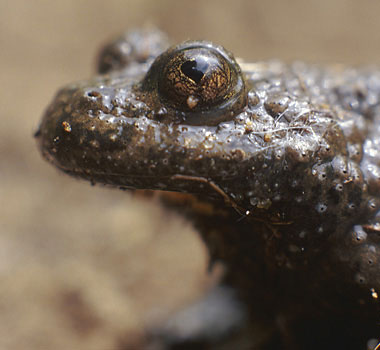 À noter la pupille en forme de cœur du Crapaud Sonneur