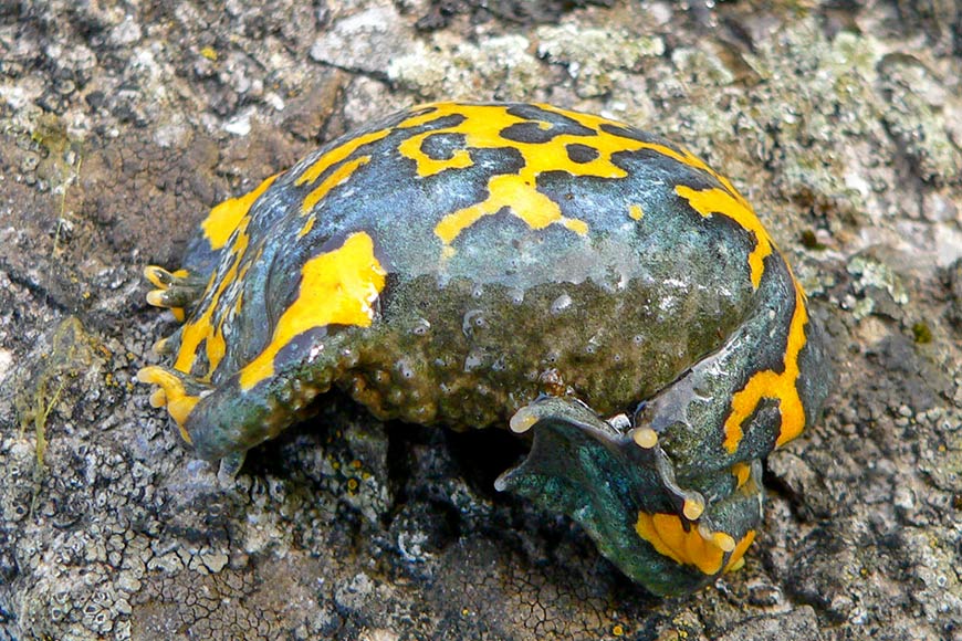 ventre-crapaud-sonneur-a-ventre-jaune