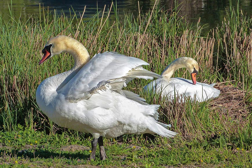 © Photo Pierre Boitrel. Une couple de cygnes à Lalinde.