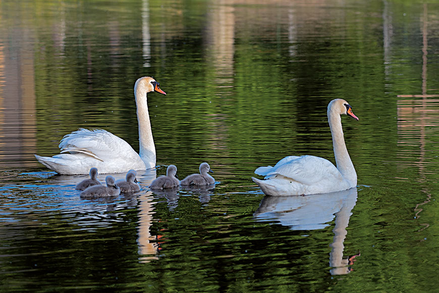 Un couple de cygnes et leurs cygeaux sur le bassin de Lalinde