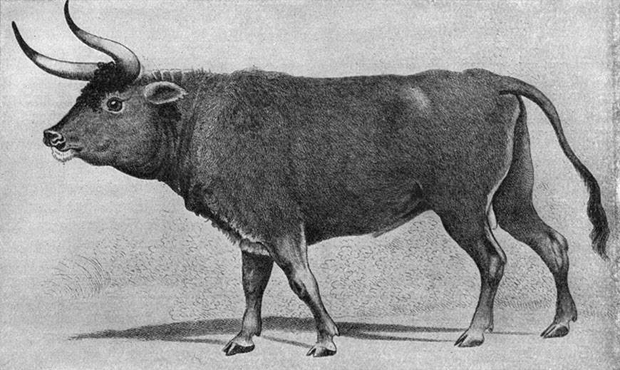 Dessin d'un aurochs sauvage