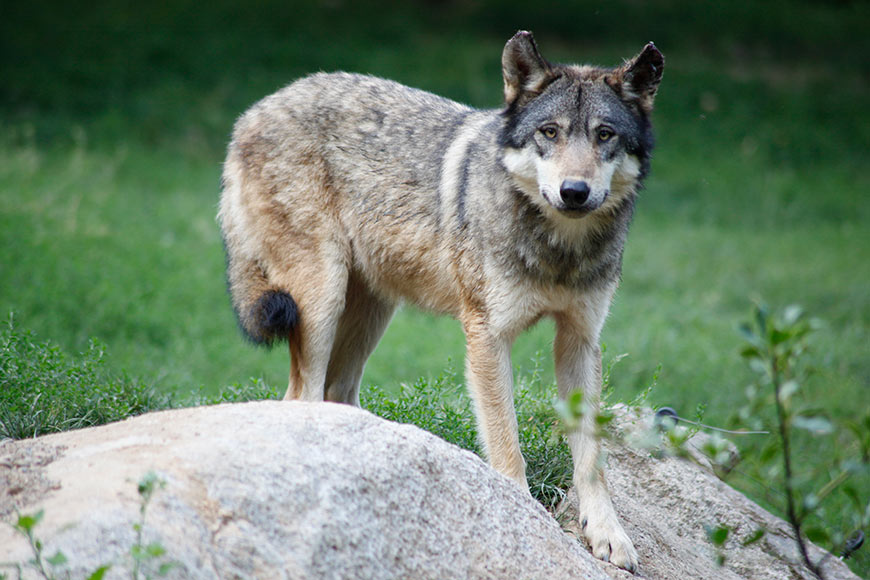 C'était le temps des loups : Du Loup au Lébérou, récits et chroniques de  l'ancien Périgord