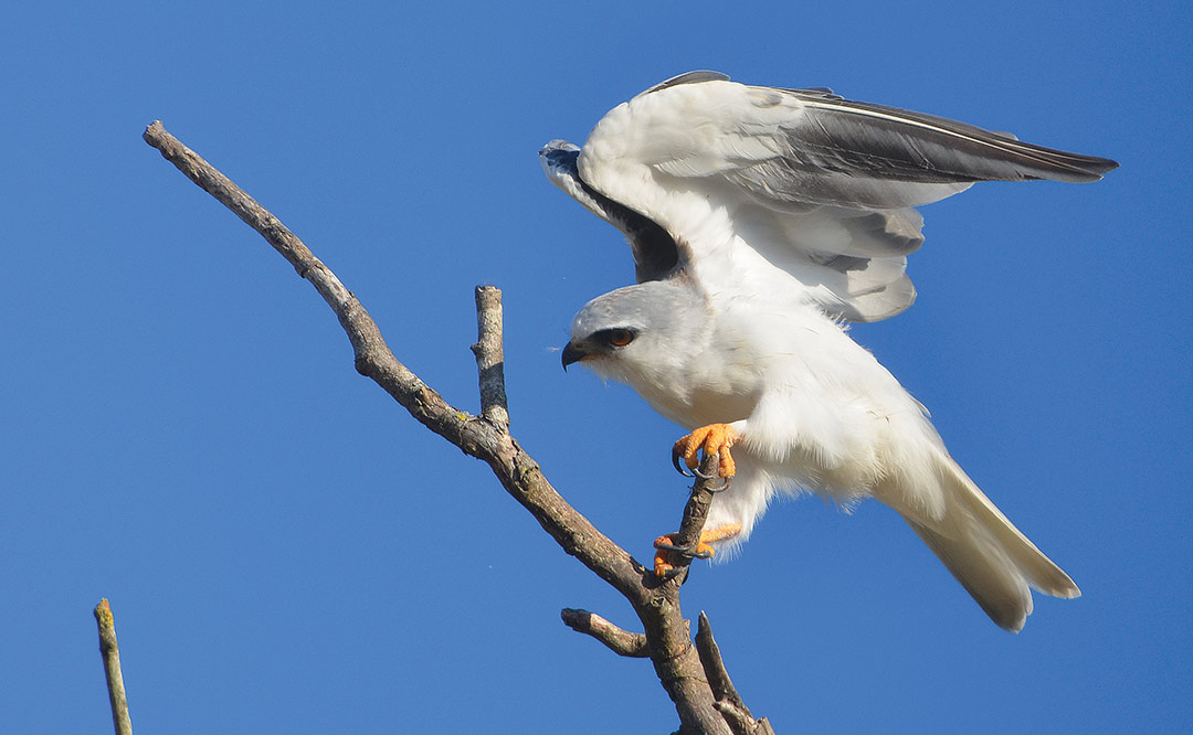 L lanion blanc Elanus caeruleus Esprit de Pays Dordogne P rigord