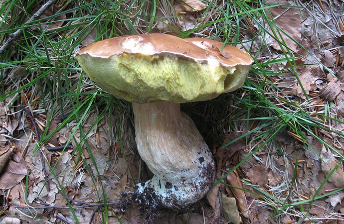 Peut-on ramasser les champignons après la pluie ?